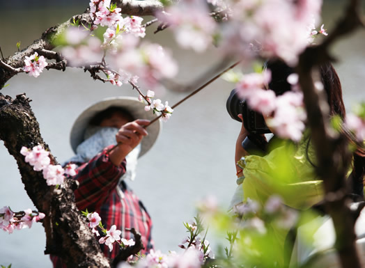 阳山水蜜桃——果中之王
